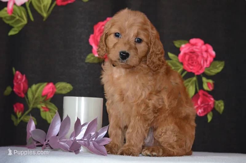 Wendy  – Miniature Goldendoodle puppy for sale in Scurry, TX