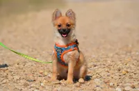Hasko, a male Pomeranian for sale in Scurry, TX – 2 of 10