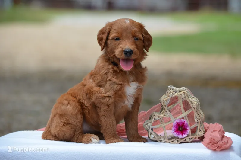 Lacey – Goldendoodle puppy for sale in Scurry, TX
