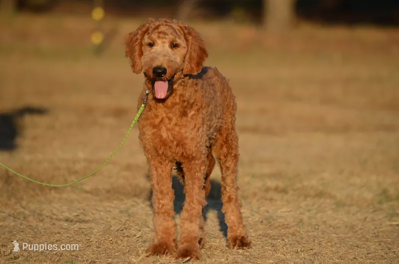 Leon – Goldendoodle puppy for sale in Scurry, TX