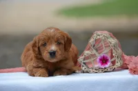 Lassy, a female Goldendoodle for sale in Scurry, TX – 2 of 4