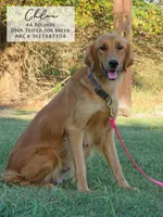 Casey , a female Golden Retriever for sale in Scurry, TX – 3 of 4
