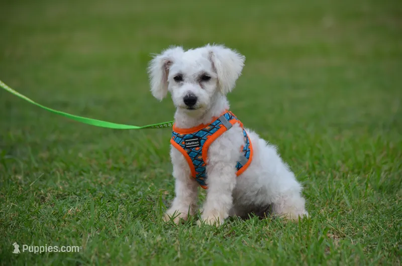 Marty – Bichon Frise puppy for sale in Scurry, TX