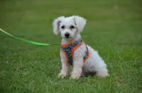 Marty, a male Bichon Frise for sale in Scurry, TX – 1 of 10