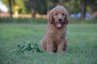 Leon, a male Goldendoodle for sale in Scurry, TX – 2 of 6