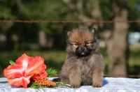 Hasko, a male Pomeranian for sale in Scurry, TX – 2 of 4