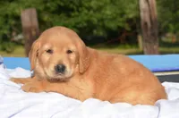 Casey , a female Golden Retriever for sale in Scurry, TX – 2 of 4