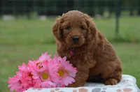 Wisper, a female Goldendoodle for sale in Scurry, TX – 1 of 4