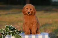 Ash, a male Miniature Goldendoodle for sale in Scurry, TX – 1 of 4