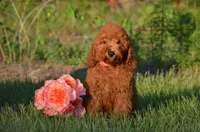 Gracie , a female Cockapoo for sale in Scurry, TX – 2 of 4