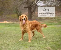 Lio, a male Goldendoodle for sale in Scurry, TX – 4 of 4