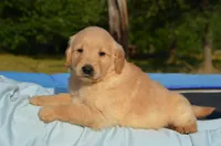 Casper , a male Golden Retriever for sale in Scurry, TX – 2 of 4