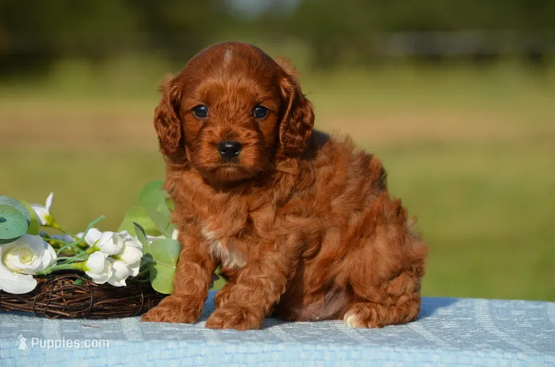 Tex – Cavapoo puppy for sale in Scurry, TX