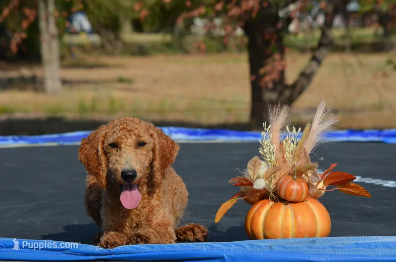 Abby – Miniature Goldendoodle puppy for sale in Scurry, TX