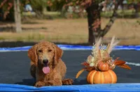 Abby, a female Miniature Goldendoodle for sale in Scurry, TX – 1 of 6