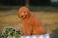 Ash, a male Miniature Goldendoodle for sale in Scurry, TX – 2 of 4