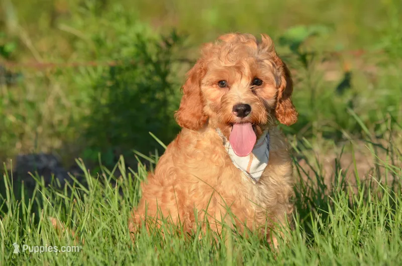 Nasco – Cockapoo puppy for sale in Scurry, TX