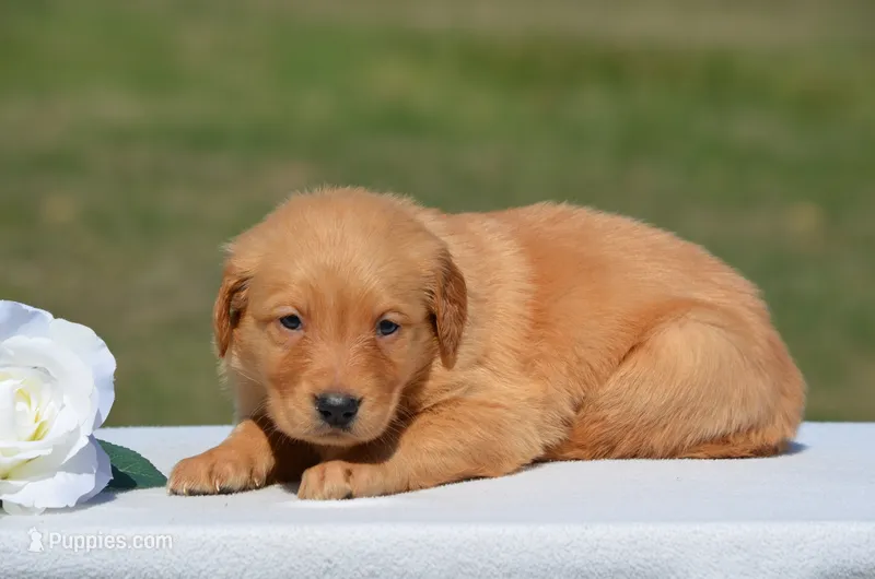 Sonya – Golden Retriever puppy for sale in Scurry, TX