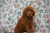 Scotty , a male Poodle - Miniature  for sale in Scurry, TX – 1 of 6