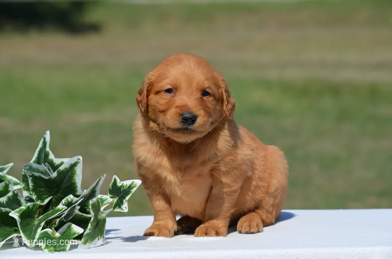 Sammy – Golden Retriever puppy on hold in Scurry, TX