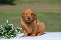 Sammy, a male Golden Retriever for sale in Scurry, TX – 1 of 4