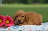 Rita , a female Golden Retriever for sale in Scurry, TX – 2 of 2