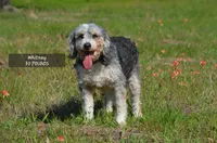 Willow, a female Aussiedoodle and Bernedoodle for sale in Scurry, TX – 5 of 5