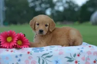 Roxy , a female Golden Retriever for sale in Scurry, TX – 2 of 2