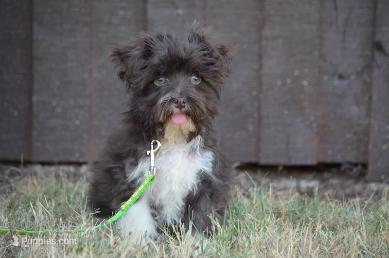 Tiny  – Havanese puppy for sale in Scurry, TX