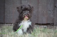 Tiny , a male Havanese for sale in Scurry, TX – 1 of 2