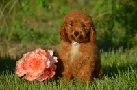 Ginny, a female Cockapoo for sale in Scurry, TX – 2 of 4