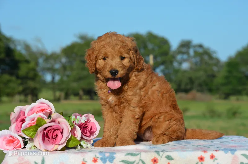 Wendy  – Goldendoodle puppy for sale in Scurry, TX