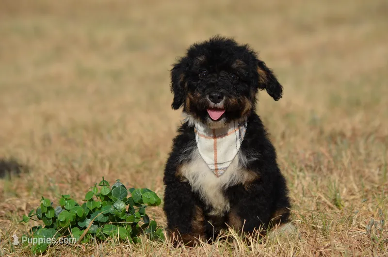 Frisko  – Miniature Bernedoodle puppy for sale in Scurry, TX