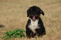 Frisko , a male Miniature Bernedoodle for sale in Scurry, TX – 1 of 6