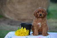 Holly, a female Cavapoo for sale in Scurry, TX – 2 of 2
