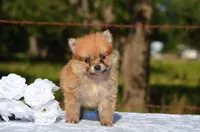 Hope, a female Pomeranian for sale in Scurry, TX – 2 of 4