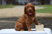 Lasso, a male Goldendoodle for sale in Scurry, TX – 2 of 4