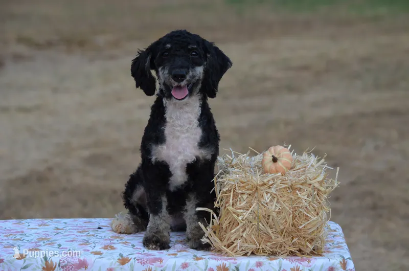 Frisko  – Miniature Bernedoodle puppy for sale in Scurry, TX