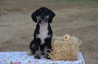 Frisko , a male Miniature Bernedoodle for sale in Scurry, TX – 1 of 10