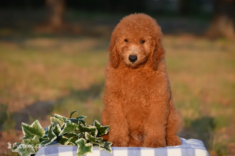 Andy – Miniature Goldendoodle puppy for sale in Scurry, TX