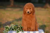 Andy, a male Miniature Goldendoodle for sale in Scurry, TX – 1 of 4