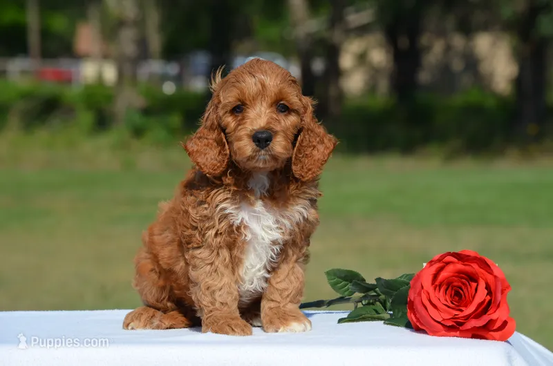Nando  – Cockapoo puppy on hold in Scurry, TX