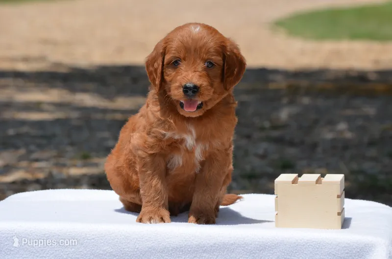Lexo  – Goldendoodle puppy for sale in Scurry, TX