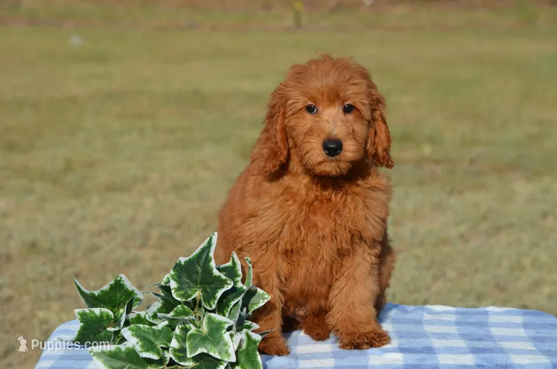 Willy – Miniature Goldendoodle puppy for sale in Scurry, TX