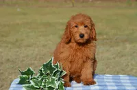 Willy, a male Miniature Goldendoodle for sale in Scurry, TX – 1 of 6