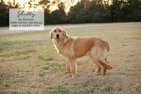 Wendy , a female Goldendoodle for sale in Scurry, TX – 4 of 4