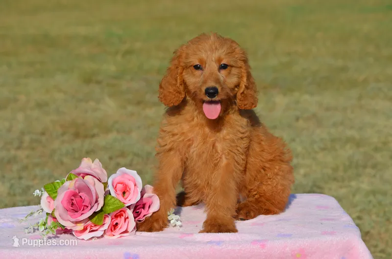 Wendy  – Miniature Goldendoodle puppy for sale in Scurry, TX