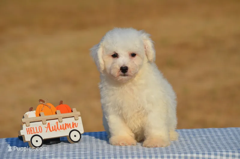 Teddy  – Bichon Frise puppy for sale in Scurry, TX