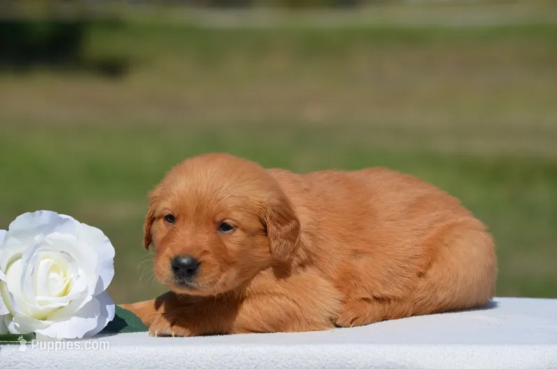 Star – Golden Retriever puppy for sale in Scurry, TX