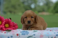Rose, a female Golden Retriever for sale in Scurry, TX – 2 of 2